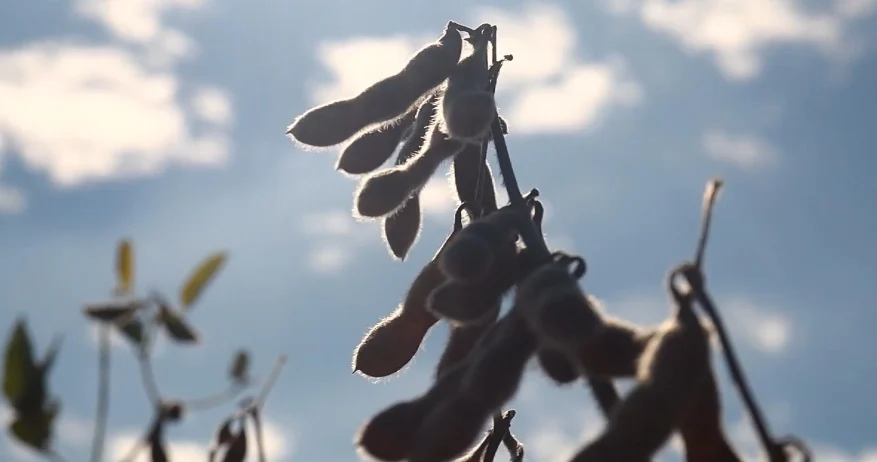 Imagem destacada Manejo do Solo Define Produtividade da Soja em Anos Secos