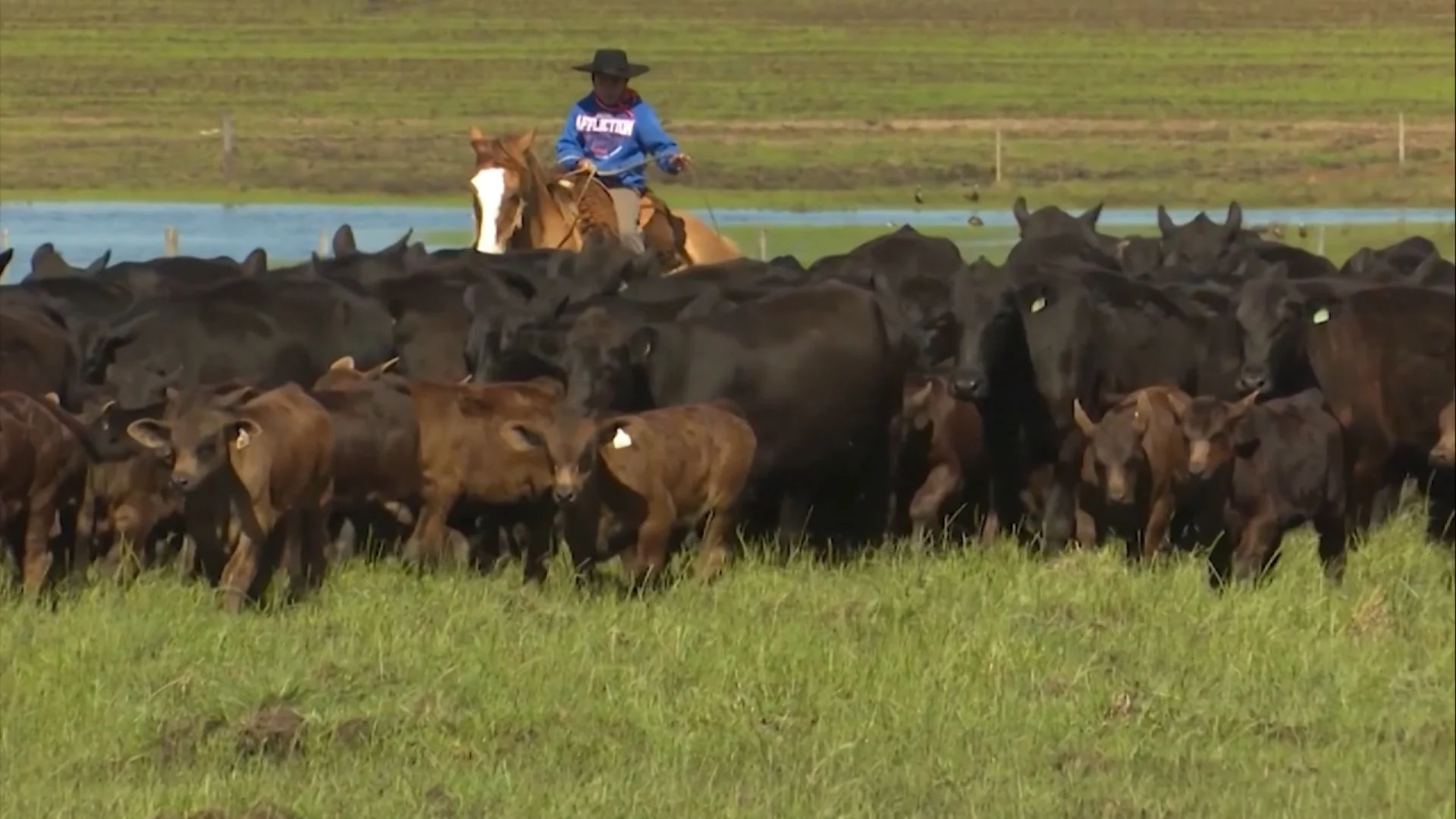 Imagem destacada Santa Gertrudis Melhora Ganho em Vacada Meio Sangue