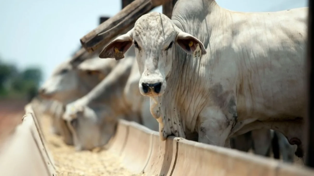 Imagem destacada Preço do Boi Gordo Sobe no Início de Fevereiro