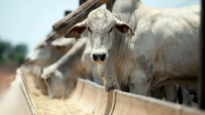 Imagem destacada Preço do Boi Gordo Sobe no Início de Fevereiro