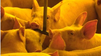 Imagem destacada Preço do Suíno Recua ,% em Janeiro com Demanda Fraca