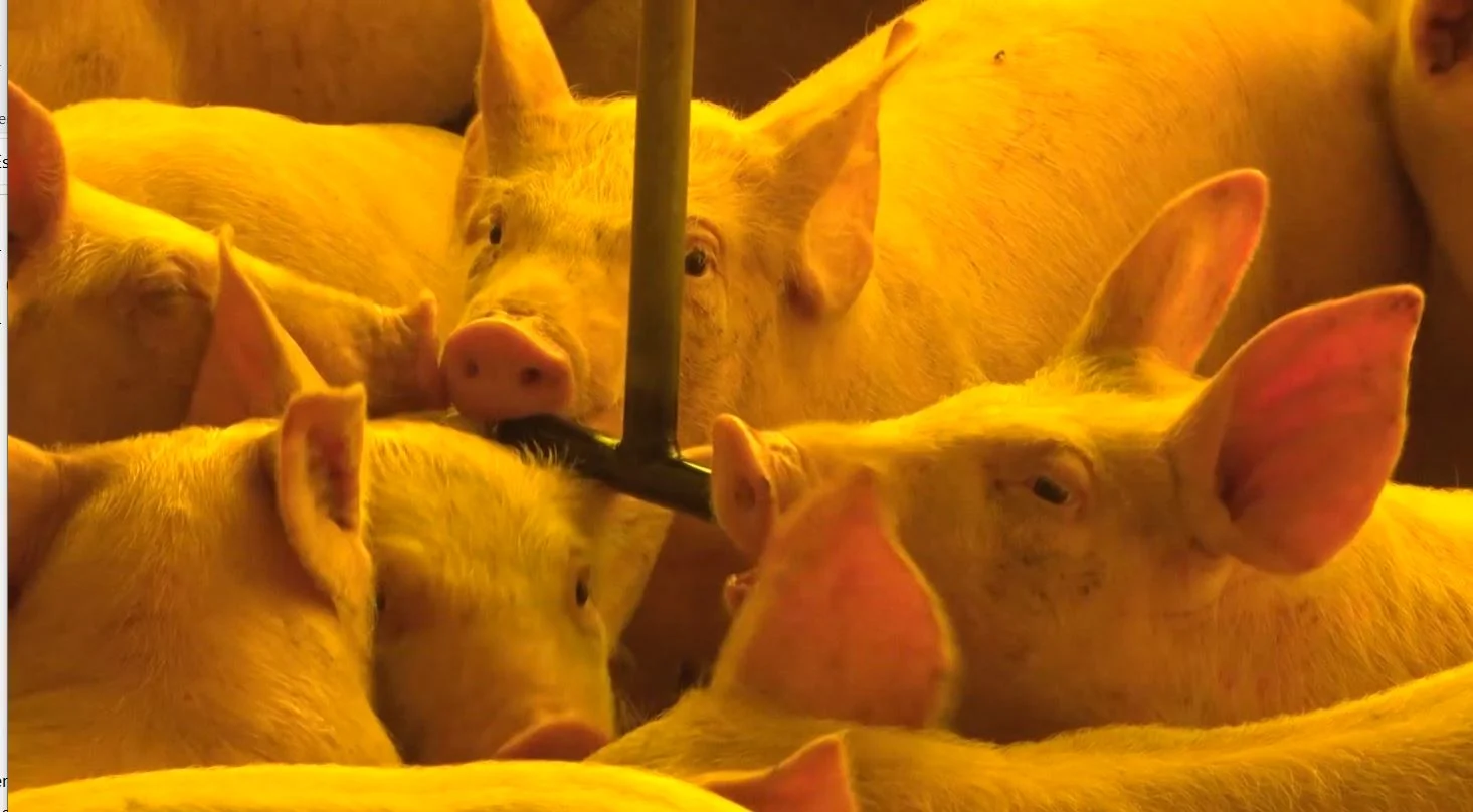 Imagem destacada Preço do Suíno Recua ,% em Janeiro com Demanda Fraca