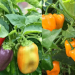 Como cultivar pimentas no quintal da sua casa