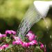 Como regar plantas