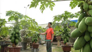 Como Cultivar Mamão Papaya em Casa?