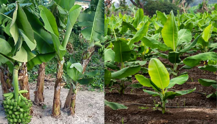 Como fertilizar uma bananeira passo a passo