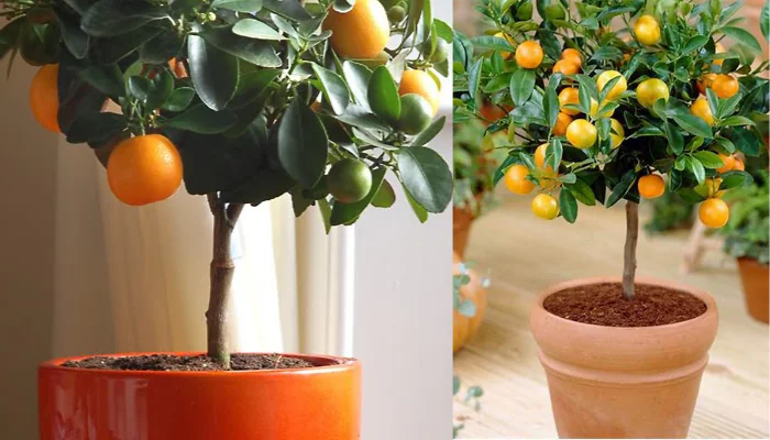 Cuidados básicos com laranjeiras interiores confira!