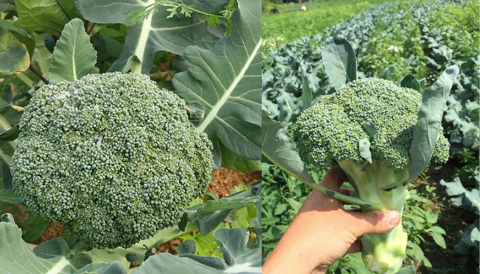 Cultivo de brócolis para folhas saborosas e nutritivas