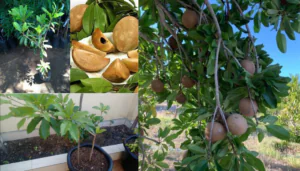 Como Plantar Sapoti em Vaso com ou sem o caroço?
