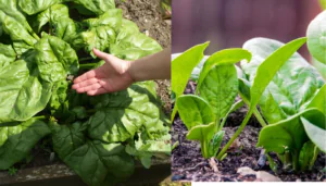 Como plantar espinafre no seu quintal passo a passo