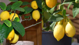 Como plantar limão siciliano em vaso dicas e cuidados