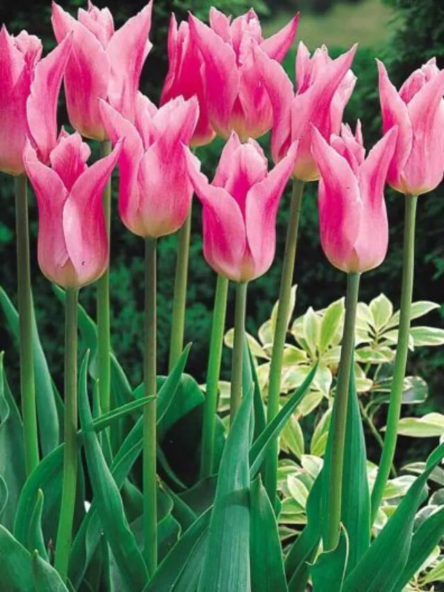 Veja a como cuidar de tulipas da maneira certa