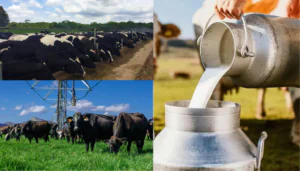 Conheça agora as 10 maiores fazendas leiteiras do Brasil