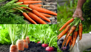 Como cultivar cenouras (interiores ou ao ar livre)