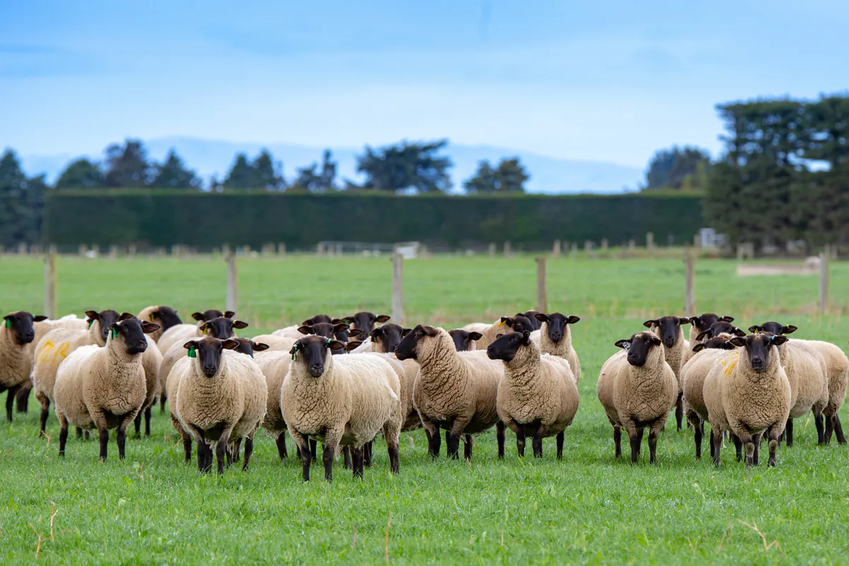 Como criar ovelhas para o lucro Confira Agora!
