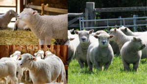 Como criar ovelhas para o lucro Confira Agora!