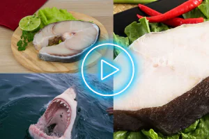 Qual é a Carne de Tubarão Mais Cara do Mundo?"